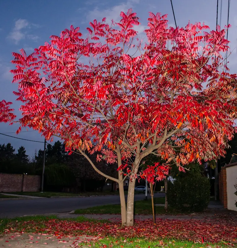 Rhus rouge
